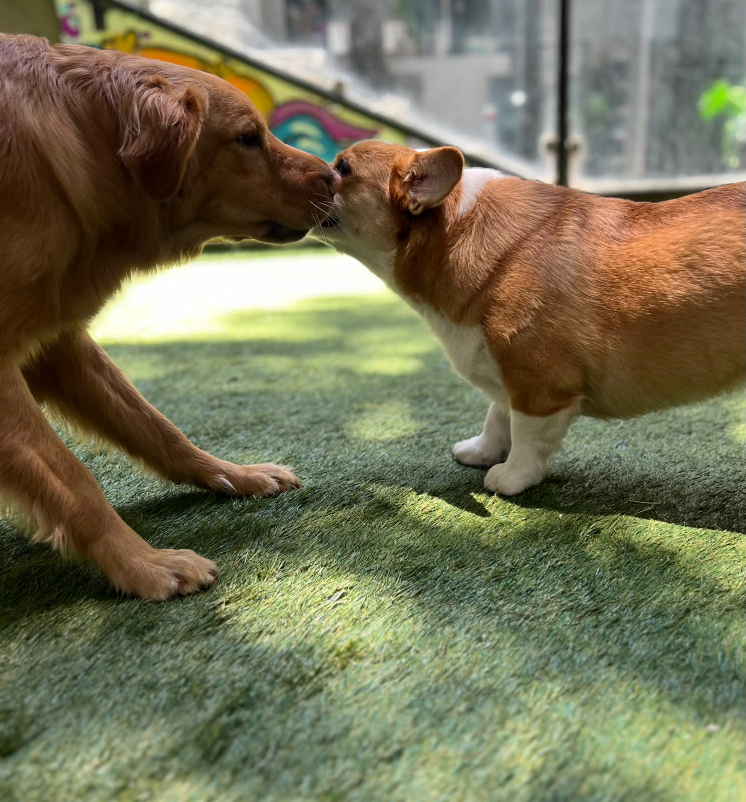 Grupo de huéspedes jugando en el área abierta del kínder canino